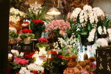 小牧市 花屋 店内 胡蝶蘭